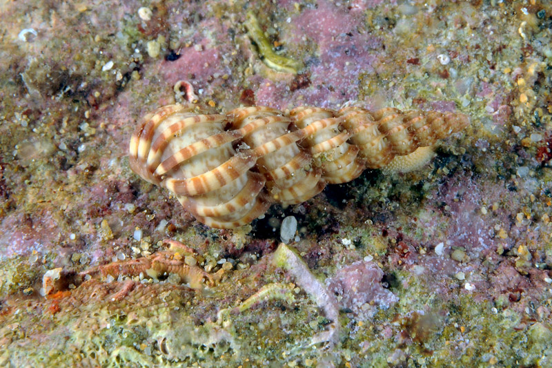 Prosobranco da determinare